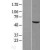 Western Blot: Cytokeratin 5 Lysate [NBL1-12393] - Western Blot experiments.  Left-Control; Right -Over-expression Lysate for KRT5.